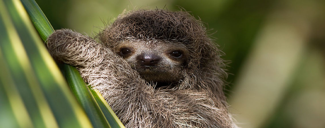costa-rica-sloth-iStock_000026212621Medium1 - Pioneer Expeditions