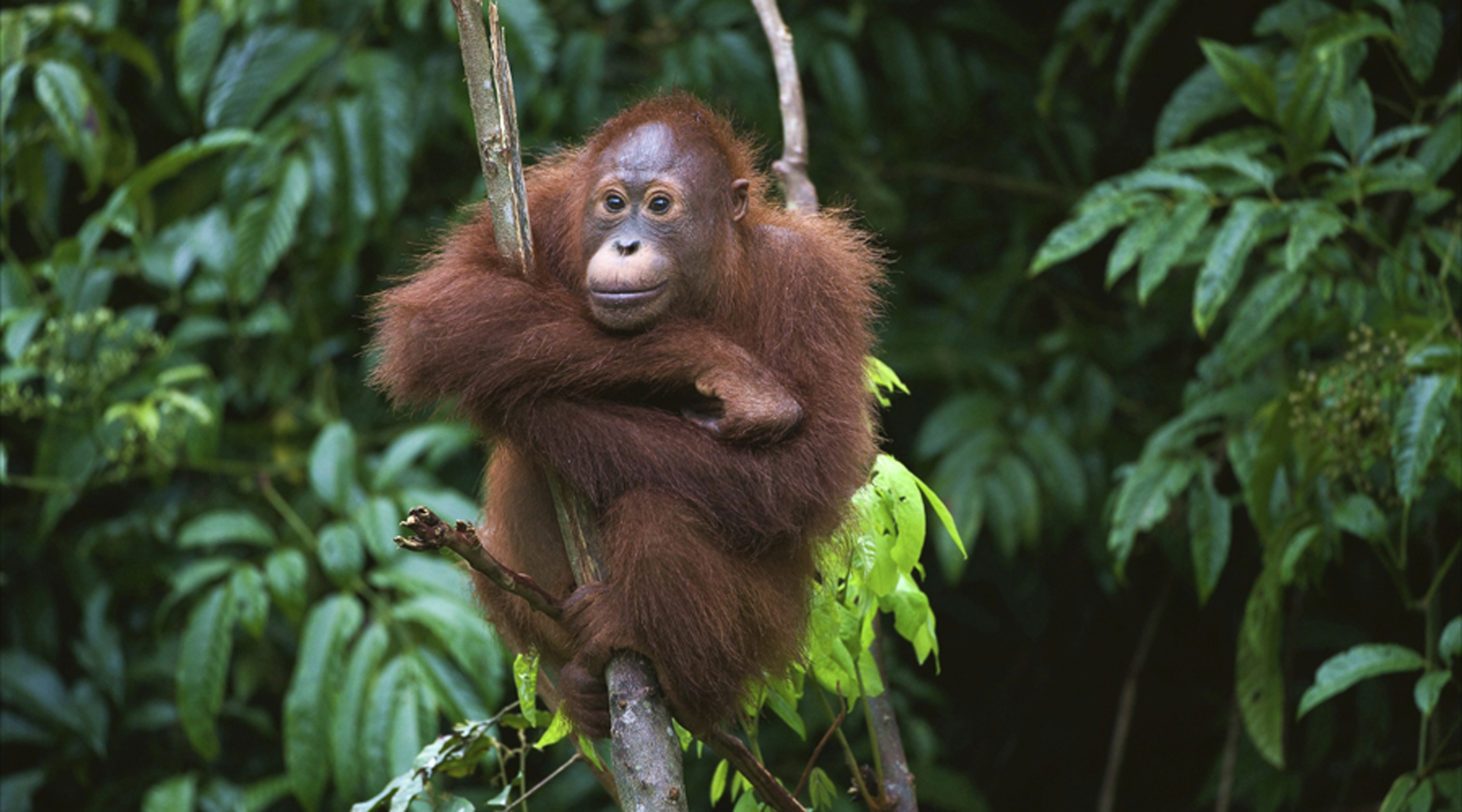 Family Wildlife Orangutans  Adventure Holiday in Borneo  