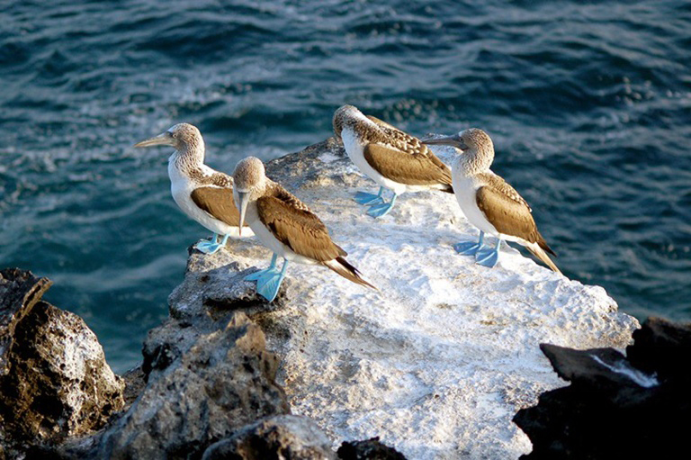 Ecuador- Galapagos-Blue footed booby