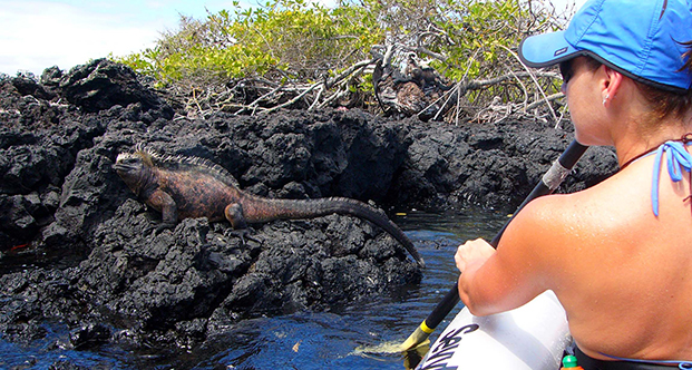 Ecuador- Galapagos - Iguana