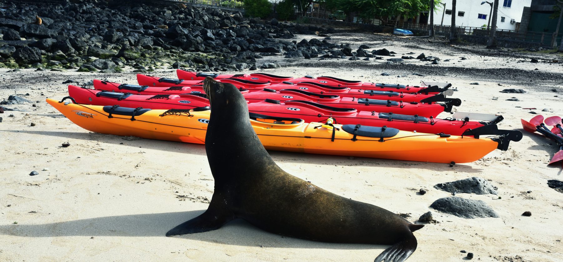 Galapagos Sea Lion