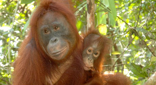Orangutan