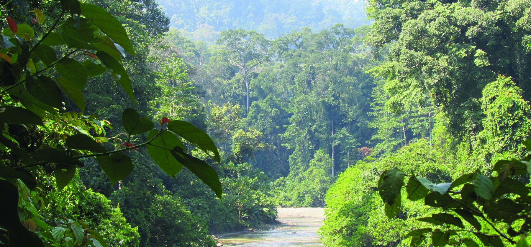 Borneo- Kinabalu river corridor